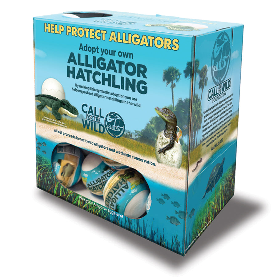 Alligator Call Alligator Hatchling Individual Eggs – Wholesale - Call for the Wild