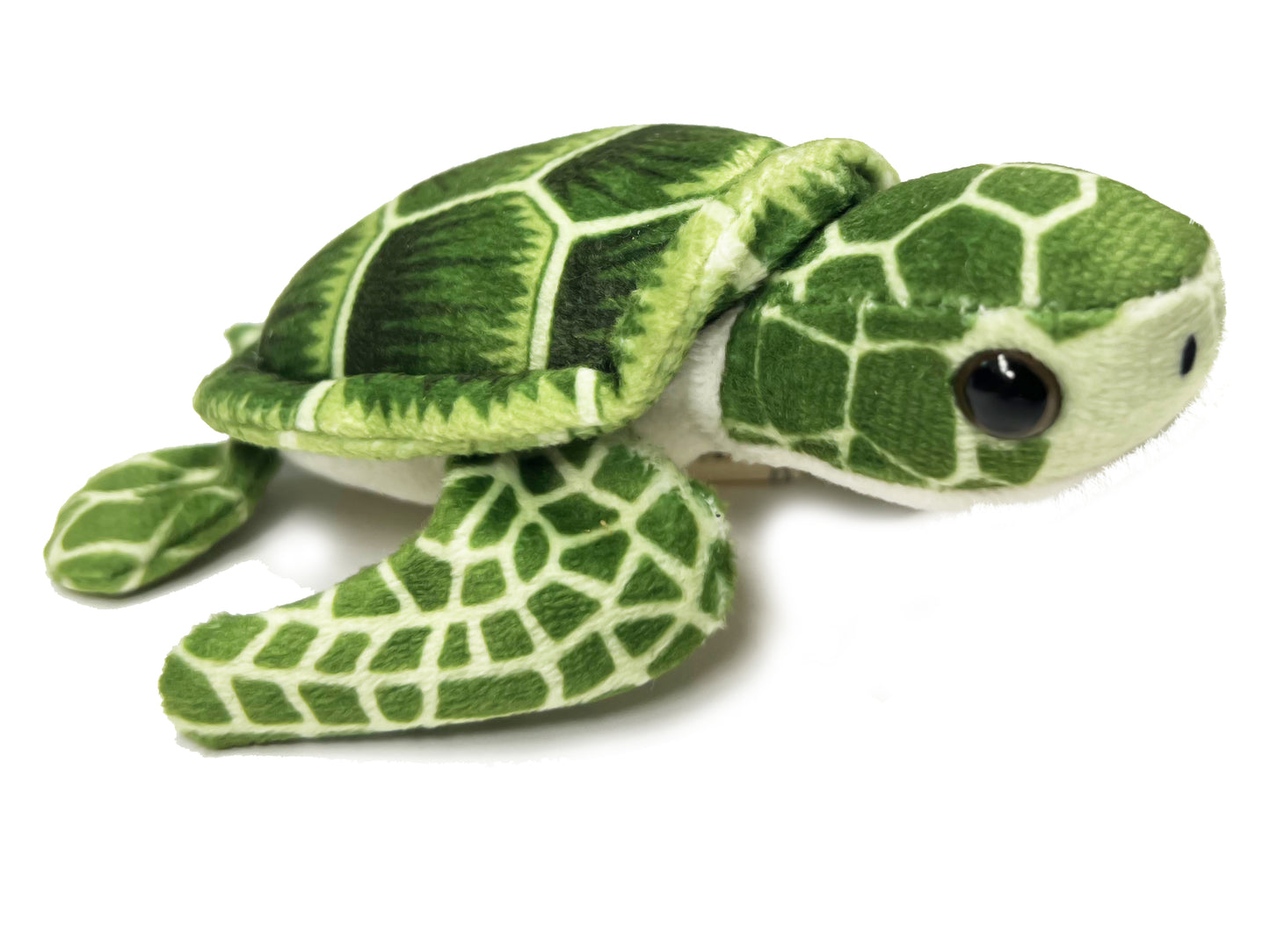 Sea Turtle Hatchling Point of Sale Display