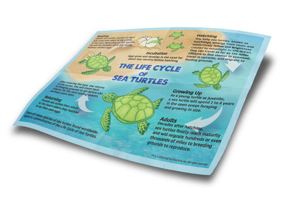 Sea Turtle Hatchling Point of Sale Display