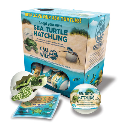 Sea Turtle Hatchling Point of Sale Display