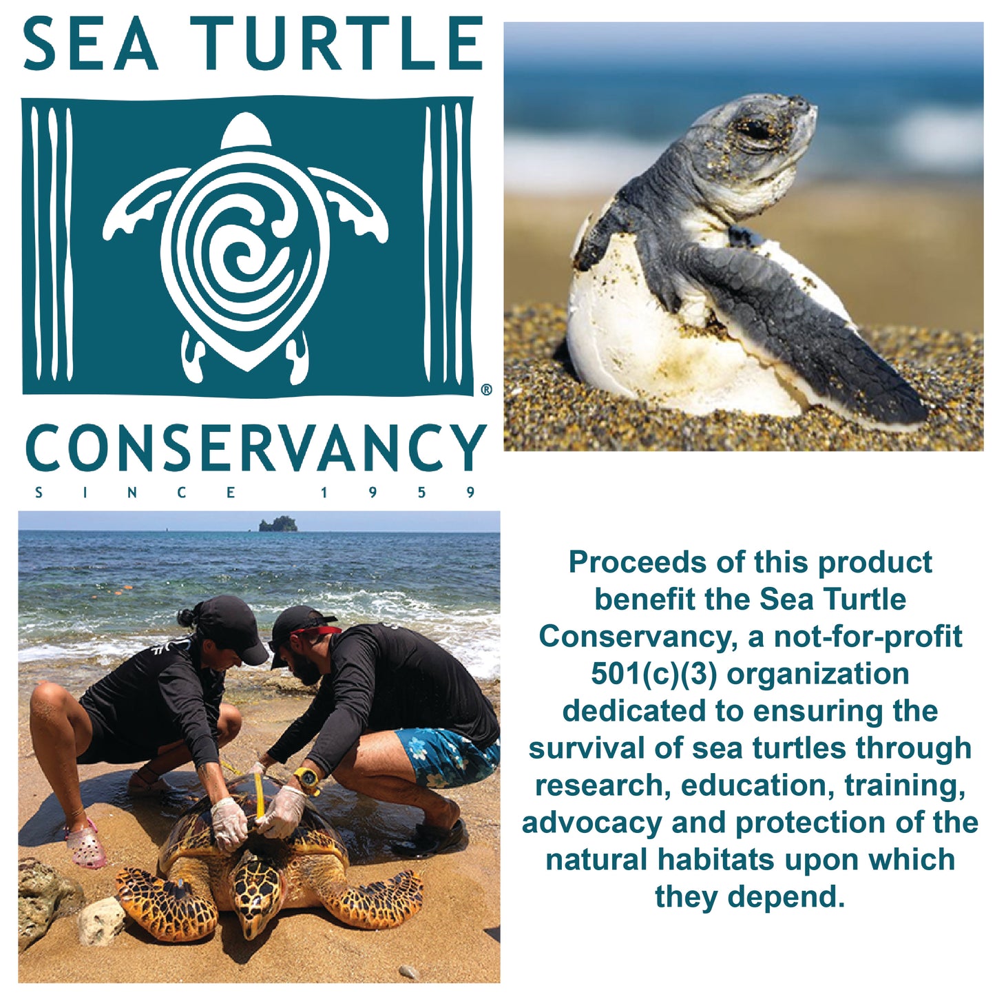 Sea Turtle Hatchling Individual Eggs
