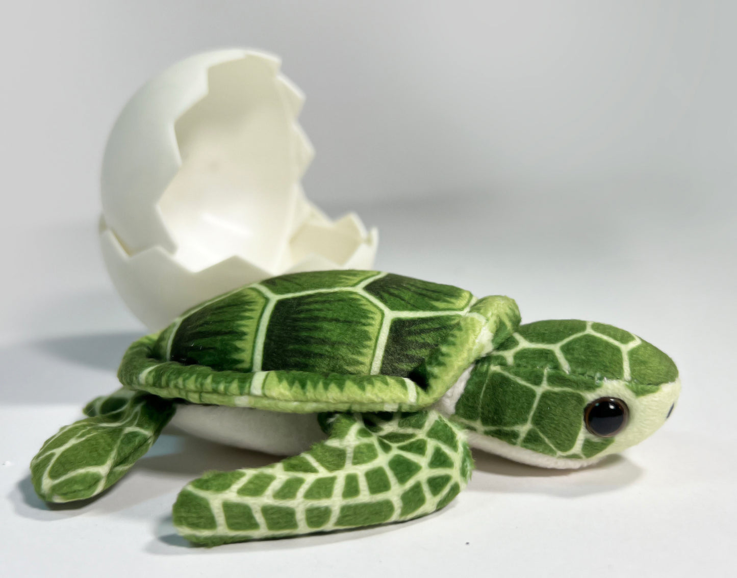 Sea Turtle Hatchling Point of Sale Display