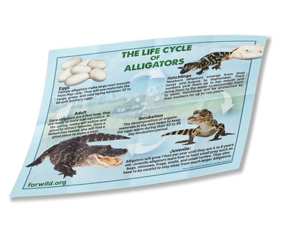 Alligator Hatchling Point of Sale Display